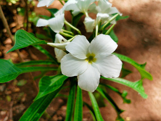 Obraz na płótnie Canvas Close up fresh white of jasmine flower. Beautiful flowers in garden