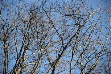 Dry branches in the blue sky during winter