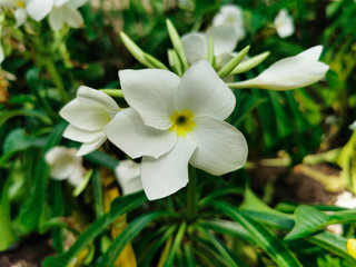 Closeup beautiful white of jasmine flowers. Pretty and fresh flowers in garden