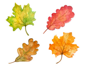 Autumn leaves set watercolor hand painted clip art on isolated white background four elements design from maple and oak trees