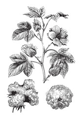 Levant cotton plant (Gossypium herbaceum) / vintage illustration from Brockhaus Konversations-Lexikon 1908