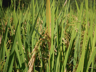 White, green, with golden ears