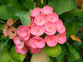 Pink spring flowers were greeted by dew in the morning.