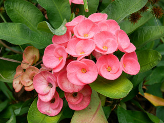 Purple peony flower, the morning dew looks refreshing.