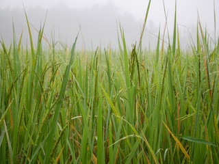 Fresh green rice fields