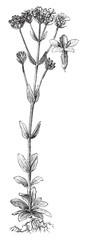 Common Centaury (Centaurium erythraea) / vintage illustration from Brockhaus Konversations-Lexikon 1908 © Hein Nouwens