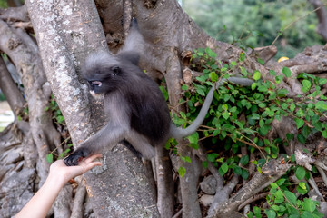 Hand holding peanuts and feeding peanuts to Dusky langur or leaf monkey with hand