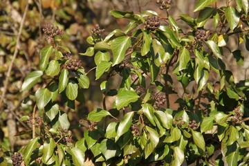 Fruits du lière