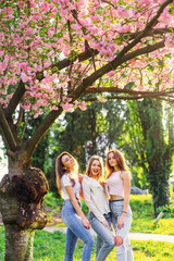 best friend on a vacation trip to japan enjoying sakura blossom