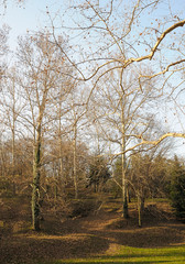 Obraz premium Winter woods.jpg