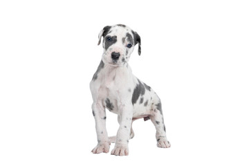 A puppy of the Great Dane Dog or German Dog, the largest dog breed in the world, Harlequin fur,...