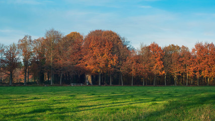 Obraz premium Meadow and orange colored forest under blue sky in autumn.