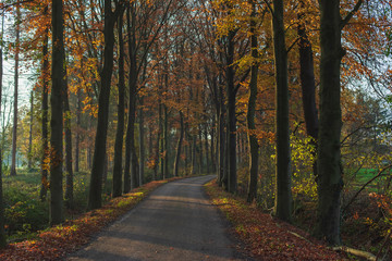 Road in sunny autumn forest.