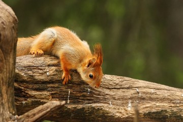 A red squirrel (Sciurus vulgaris) also called Eurasian red sguirrel sitting in branch in a green forest.