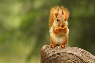 A red squirrel (Sciurus vulgaris) also called Eurasian red sguirrel sitting in branch in a green forest.
