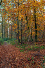 Autumn forest with birch trees with yellow colored leaves.