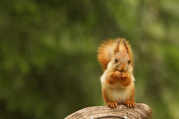 A red squirrel (Sciurus vulgaris) also called Eurasian red sguirrel sitting in branch in a green forest.