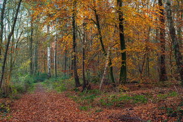 Obraz premium Autumn forest with birch trees with yellow colored leaves.
