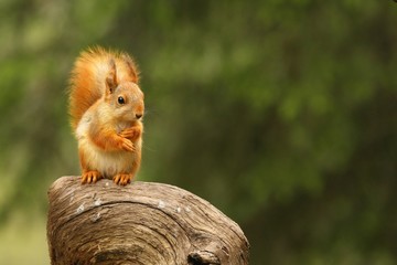 A red squirrel (Sciurus vulgaris) also called Eurasian red sguirrel sitting in branch in a green forest.