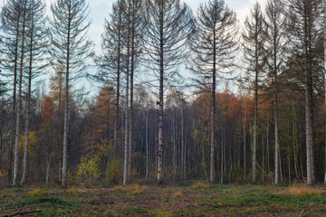 Dead fir trees at edge of autumn forest.