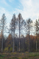 Fototapeta na wymiar Dead fir trees at edge of autumn forest.