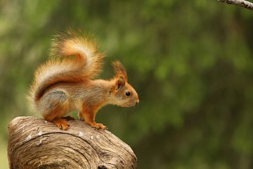 A red squirrel (Sciurus vulgaris) also called Eurasian red sguirrel sitting in branch in a green...