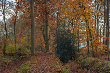 Fototapeta na wymiar Autumn forest with orange colored foliage.