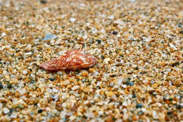 Shell on the sand