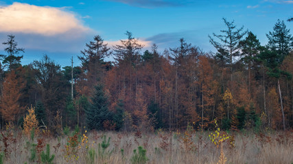 Brown colored fir trees at forest edge in autumn.