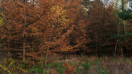 Obraz premium Brown colored fir trees in autumn forest.