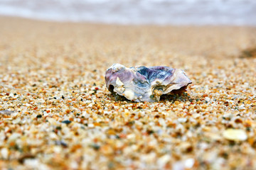 Seashell by the sea