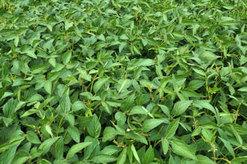 The field grows soy