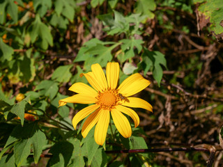 yellow flower in garden.Thung Bua Thong Tong, Khun Yuam District, Mae Hong Son Province, Thailand