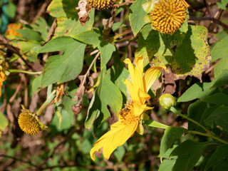 acorn on branch of a tree