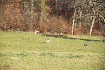 Envol de hérons cendrés