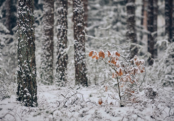 Freshly snow covered tree trunks of pine trees and a little oak tree in the Fraconian forest near Diepersdorf in Bavaria, Germany