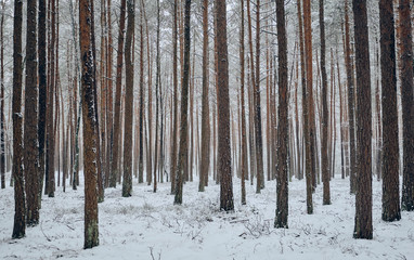 Beautiful scenery with tree trunks of pine trees in a forest freshly covered with snow in winter near Diepersdorf, Franconia / Bavaria, Germany