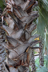 bark and trunk of a palm tree