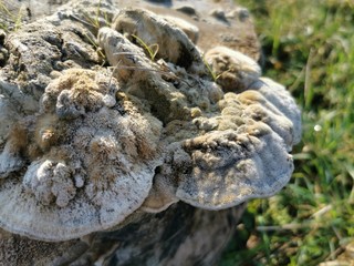 Pilz am Holz - gefroren