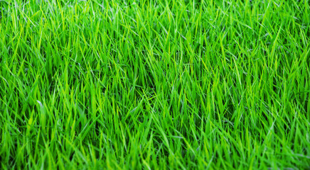 Background of fresh spring or summer green grass_