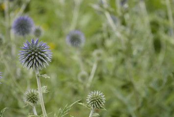 Closeup Echinops ritro known as southern globethistle with blurred background in garden