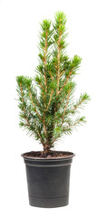 little green spruce in pot isolated on white