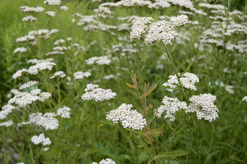 Closeup achillea distans known as Alps yarrow with blurred background in summer garden © agatchen