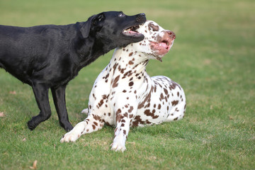 Labrador und Dalmatiner spielen zusammen auf einer Wiese