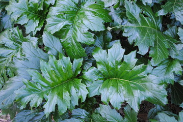 Hojas de Acanto (Acanthus mollis).