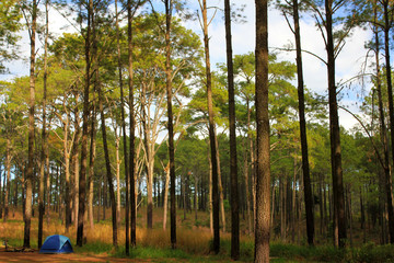 Many pine tree high with blue camping tent and sky background at Phu Hin Rong Kla National Park, Phitsanulok, Thailand. Select focus at tree. Activity of tourism on vacation and weekend.