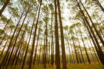 Many pine trees in deep jungle or forest with green grass field and yellow sunlight flare for background at Phu Hin Rong Kla National Park, Phitsanulok, Thailand. Nature wallpaper.
