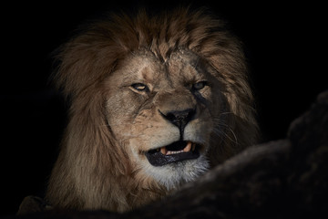 Close-up of a roaring lion (Panthera leo) lying on a rock and isolated on a dark black background