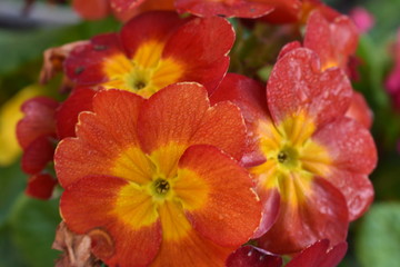 Fototapeta na wymiar A red and yellow flower in a beautiful English garden in the winter.