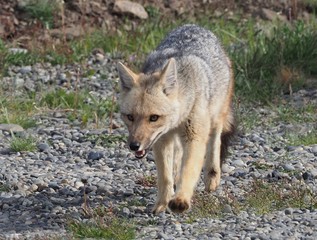Patagonian Fox